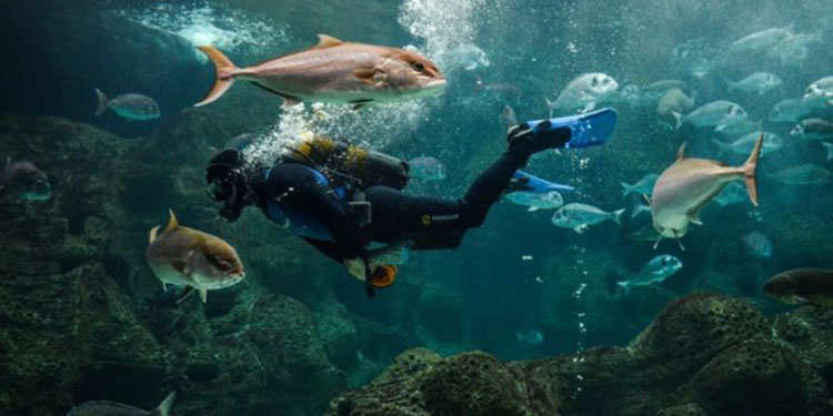 Cretaquarium: Greece’s Largest Aquarium is on Crete
